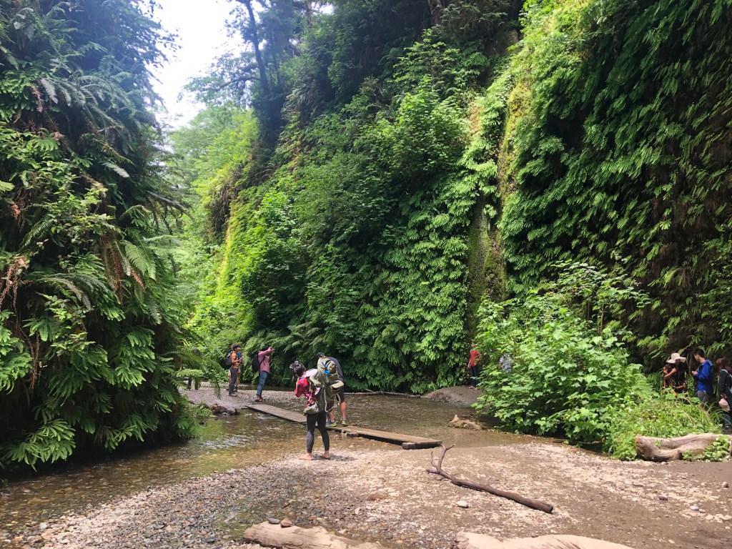 Hiking Fern Canyon in Redwood National Park